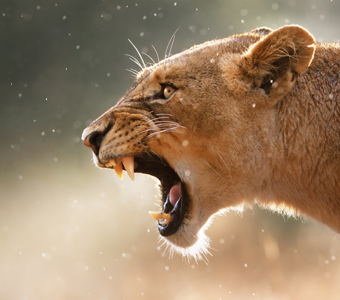 Lioness Escapes at Fair O' Blair