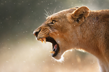 Lioness Escapes at Fair O' Blair